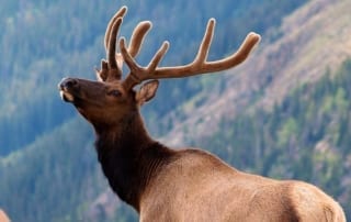 elk in rocky mountain national park.
