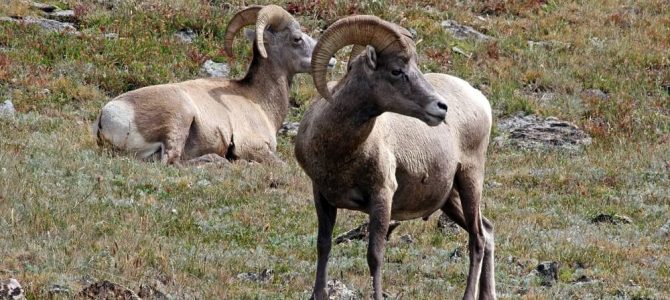 Two bighorn sheep lounging in Rocky Mountain National Park