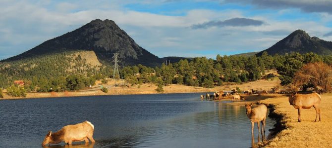 Elk in Lake Estes in Estes Park